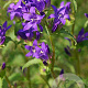 Campanula trachelium GM P9