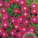 Delosperma c. 'Jewel of Des Garnet' GM P9