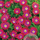 Delosperma c. 'Jewel of Des Garnet' GM P9