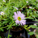 Erigeron karvinsk. 'Lavender Lady' GM P9