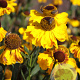 Helenium 'El Dorado' GM P9