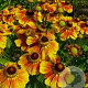 Helenium 'Flammenrad' GM P9