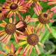 Helenium 'Loysder Wieck' GM P9