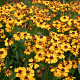 Helenium 'Rauchtopas' GM P9