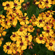 Helenium 'Rauchtopas' GM P9