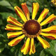 Helenium 'Rauchtopas' GM P9