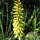 Kniphofia citrina GM P9