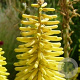 Kniphofia citrina GM P9