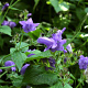 Strobilanthes atrop. 'Blue Carpet' GM P9