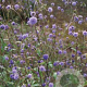 Succisa pratensis GM P9