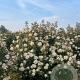 Viburnum tinus 150-175 cm draadkluit struik