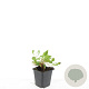 Persicaria aff. 'Darjeeling Red' GM P9