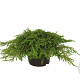 Juniperus comm. 'Green Carpet' 25-30 cm 2,0L