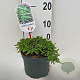 Juniperus comm. 'Green Carpet' 25-30 cm 2,0L