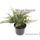 Juniperus h. 'Blue Chip' 20-25 cm 2,0L