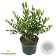 Myrtus communis 20-30 cm 3,0L