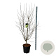 Cercidiphyllum japonicum 150-175 cm 30L extra