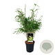 Fargesia rufa 60-80 cm 6L