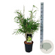 Fargesia rufa 60-80 cm 6L