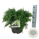 Microbiota decussata 'Fuzzball' 50-60 cm 7,5L