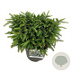 Picea a. 'Nidiformis' 30-40 cm 7,5L