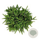 Picea a. 'Nidiformis' 30-40 cm 7,5L