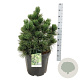 Pinus heldreichii 'Malinki' 50-60 cm 30L extra