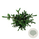 Picea pungens 'Lucky Strike' 40-50 cm 15L