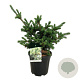 Picea pungens 'Lucky Strike' 40-50 cm 15L