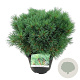 Pinus strobus 'Minima' 40-50 cm 15L