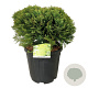 Thuja occ. 'Danica' 40-50 cm 15L