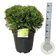 Thuja occ. 'Danica' 40-50 cm 15L