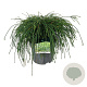 Thuja pl. 'Whipcord' 40-50 cm 6L