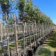 Prunus ser. 'Kanzan' 10-12 HO container