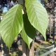 Prunus ser. 'Kanzan' 10-12 HO container