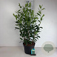 Prunus l. 'Caucasica' 60-80 cm 10L