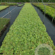 Alchemilla mollis GM P9
