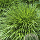 Hakonechloa macra GM P9