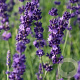 Lavandula ang. 'Hidcote' GM P9