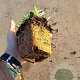 Rosmarinus officinalis GM P9