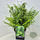 Dryopteris filix-mas 40-50 cm 10L