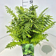 Dryopteris filix-mas 40-50 cm 10L
