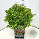 Escallonia 'Red Dream' 30-35 cm 10L