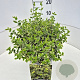 Euonymus fort. 'Emerald Gaiety' 30-40 cm 10L