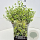 Euonymus fort. 'Emerald Gaiety' 30-40 cm 10L