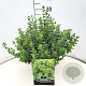 Euonymus fort. 'Emerald Gaiety' 30-40 cm 10L