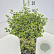 Euonymus fort. 'Emerald Gaiety' 30-40 cm 10L