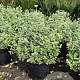 Euonymus fort. 'Emerald Gaiety' 30-40 cm 10L