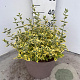 Euonymus fort. 'Emerald 'n' Gold' 30-40 cm 10L