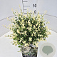 Euonymus fort. 'Harlequin' 30-40 cm 10L